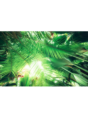 Komar Stefan Hefele; Komar Wanderlust Fotobehang Dschungeldach - SHX9-025