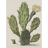 Dutch Painted Memories 1 - 8013 - Blooming Cactus