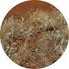 Dutch Painted Memories 2 - 8065C - Circle Thistles