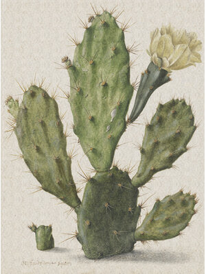 Dutch Painted Memories 1 - 8013 - Blooming Cactus