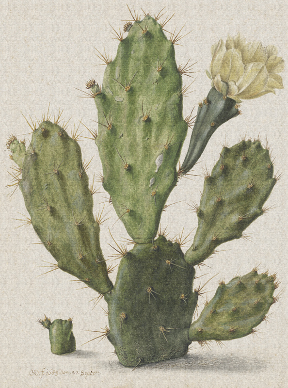 Dutch Painted Memories 1 - 8013 - Blooming Cactus