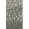 Rasch Noble Zen - 368079