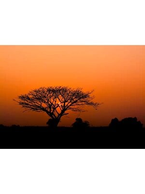 Rasch African Queen 3 - 363654