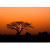 Rasch African Queen 3 - 363647 Rasch African Queen 3 - 363647