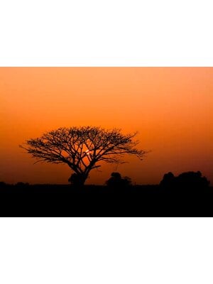 Rasch African Queen 3 - 363647