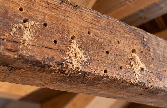 Houtworm herkennen aan gaatjes en vers boormeel in een houten balk