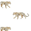 Annet Weelink Leopard