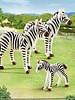 6641 Zebrafamilie