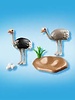 6646 Struisvogels met Nest