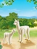6647 Alpacca met Baby