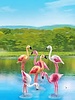 6651 Groep Flamingo's