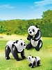 6652 Panda's met Jong