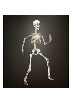 beweegbaar skelet, 90cm