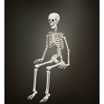 beweegbaar skelet, 90cm