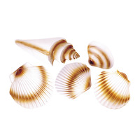 pvc decoratie 3d, schelp