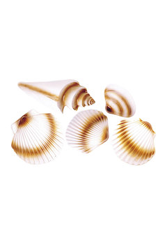 pvc decoratie 3d, schelp