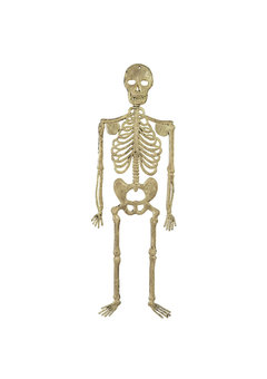 skelet 32cm