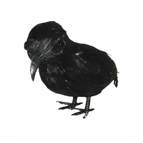 Enge nep kraai in de kleur zwart