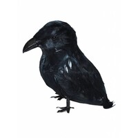 Leuke zwarte kraai voor de piraat