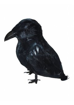 Zwarte kraai voor Halloween