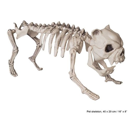 Eng nep honden skelet