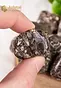 Turritella Agate Tumbled Stones - size M