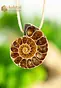 Ammonite Pendant, drilled - no. 1