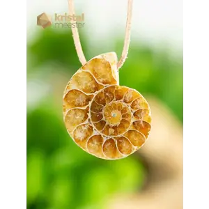 Ammonite Pendant, drilled - no. 2