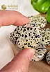 Dalmatian Jasper Pocket Stones - Size S