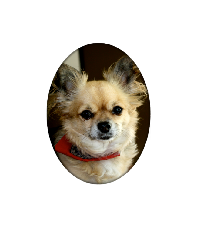 Foto op porselein Ovaal zonder rand (volledige print)