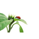 25 volwassen lieveheersbeestjes tegen bladluis binnen