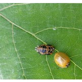 25 volwassen lieveheersbeestjes tegen bladluis binnen
