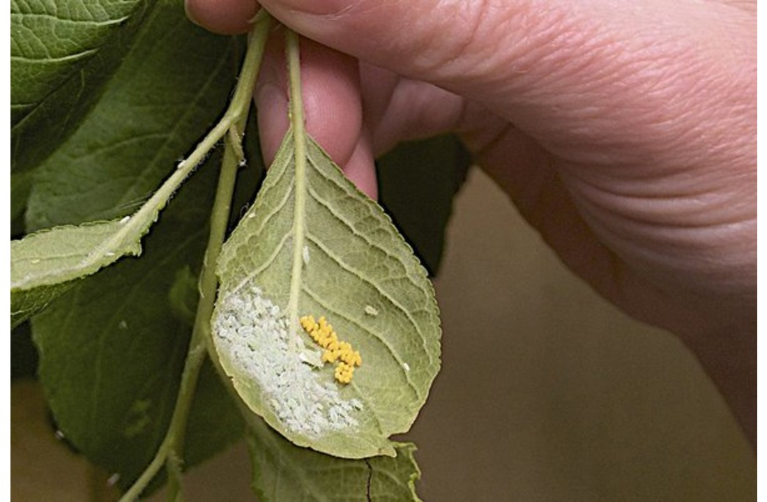Larven van lieveheersbeestje tegen bladluis v.a. € 14,50