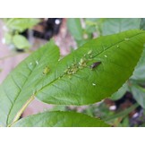Larven van lieveheersbeestje tegen bladluis v.a. € 13,95