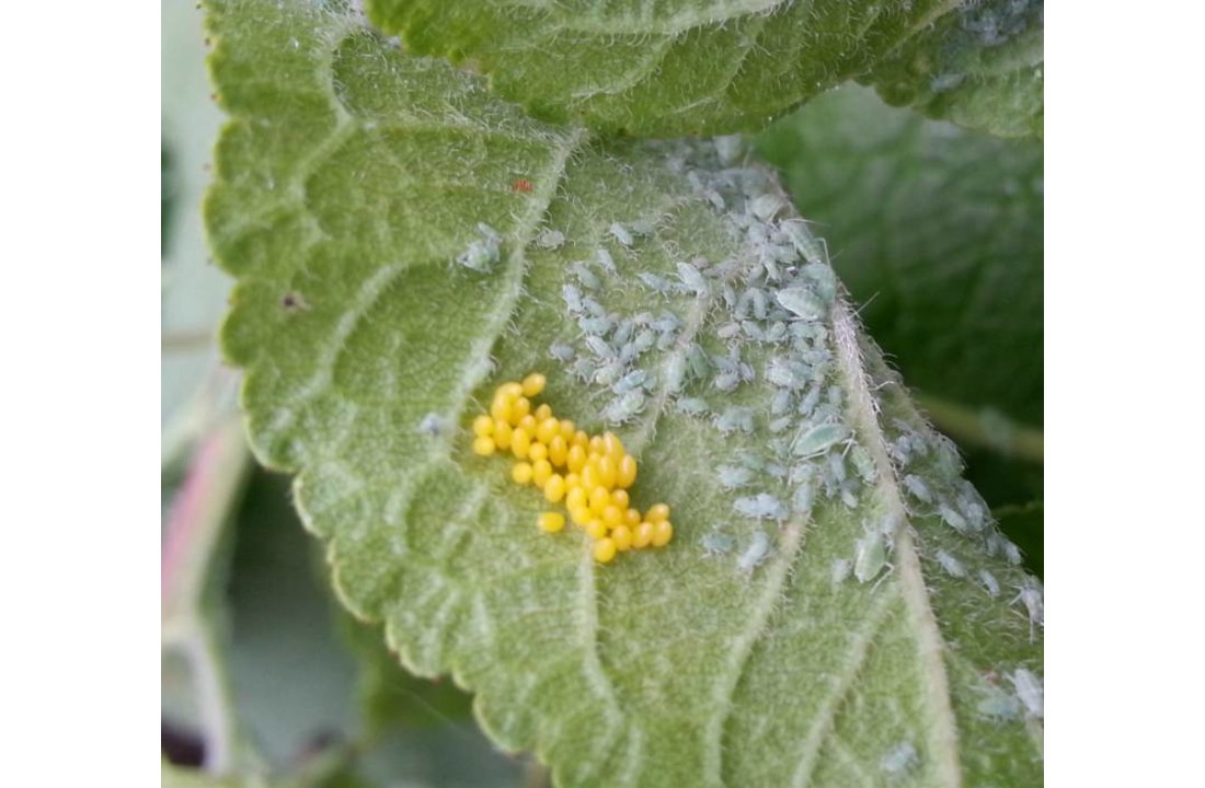 Larven van lieveheersbeestje tegen bladluis v.a. € 14,50