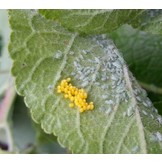 Larven van lieveheersbeestje tegen bladluis v.a. € 14,50