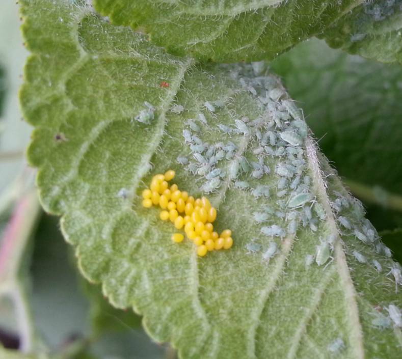 Larven van lieveheersbeestje tegen bladluis v.a. € 13,95