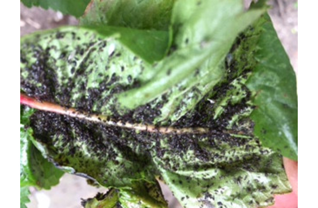 Larven van lieveheersbeestje tegen bladluis v.a. € 14,50