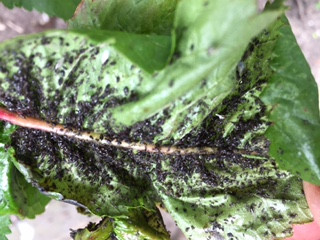 Larven van lieveheersbeestje tegen bladluis v.a. € 14,50