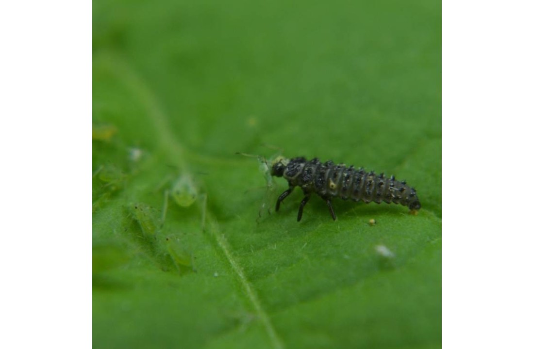 Larven van lieveheersbeestje tegen bladluis v.a. € 14,50