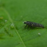 Larven van lieveheersbeestje tegen bladluis v.a. € 13,95