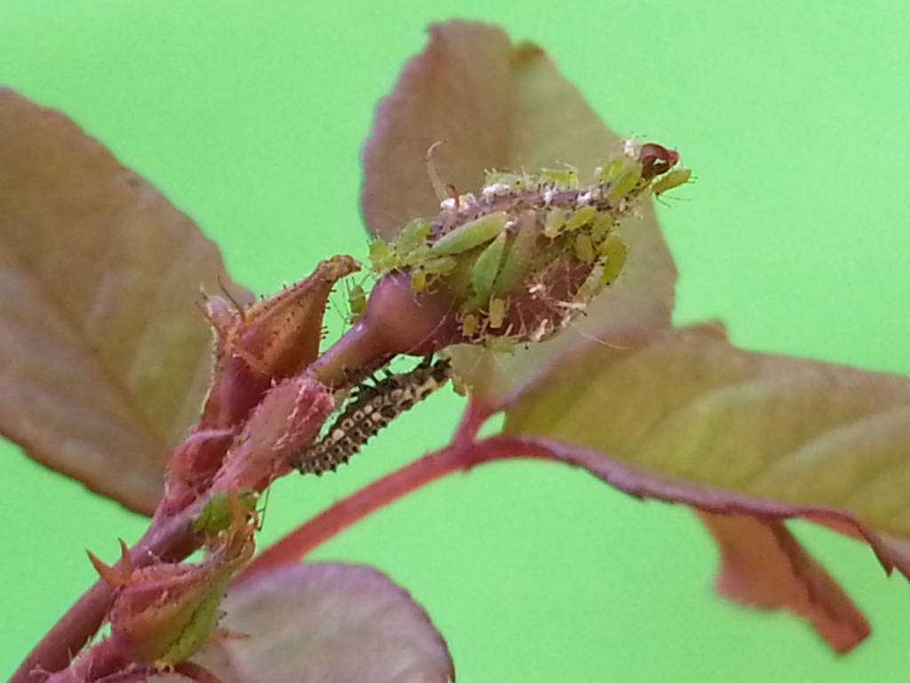 Larven van lieveheersbeestje tegen bladluis v.a. € 13,95