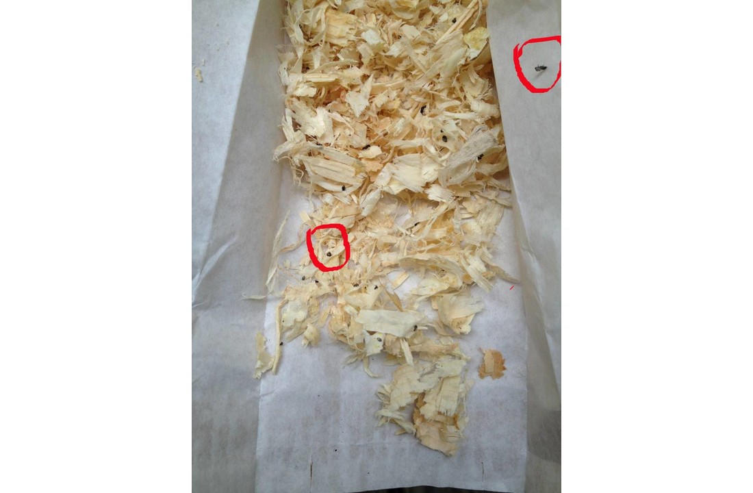 Larven van lieveheersbeestje tegen bladluis v.a. € 14,50