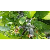 50 Larven tegen wollige dopluis en appelbloedluis