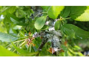 100 Larven tegen wollige dopluis en appelbloedluis