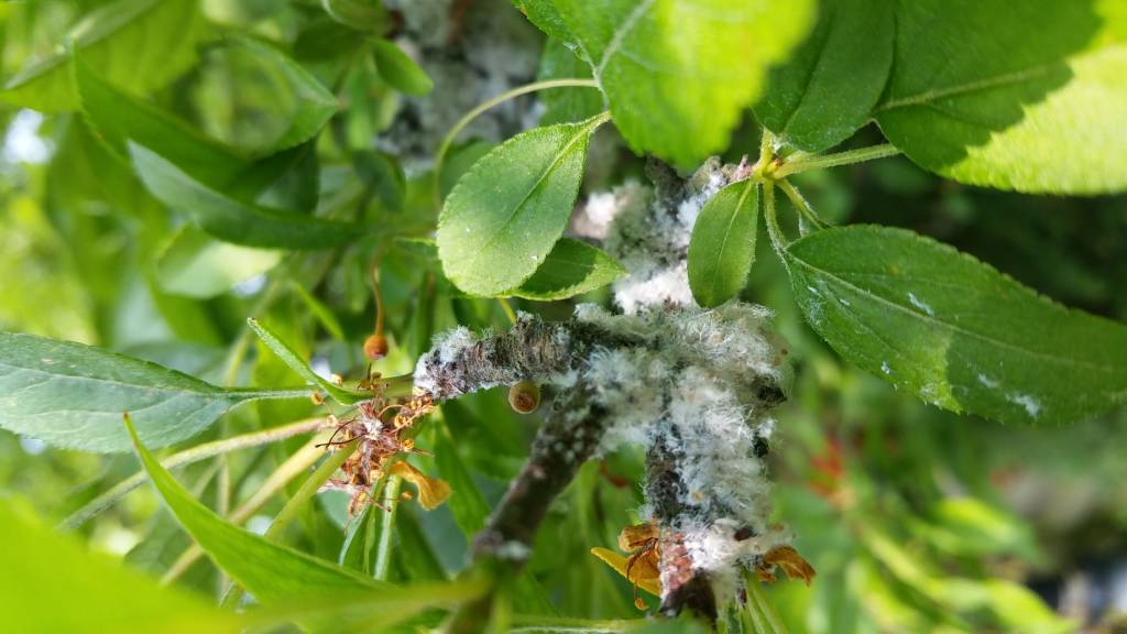 100 Larven tegen wollige dopluis en appelbloedluis