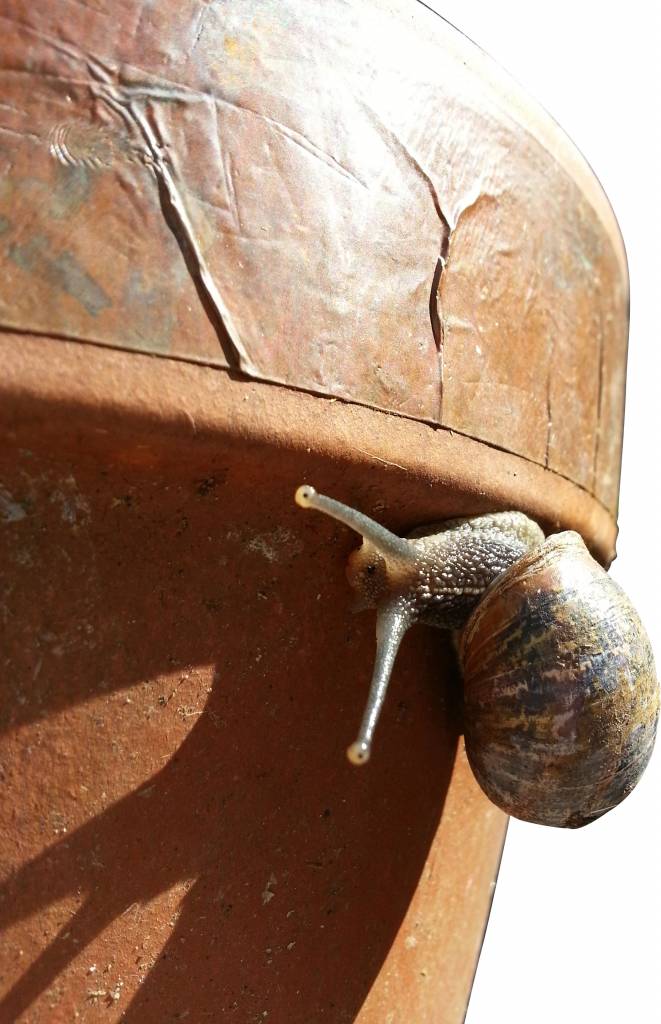 Anti Slakken Tape, zorgt voor slak vrije bloempotten!