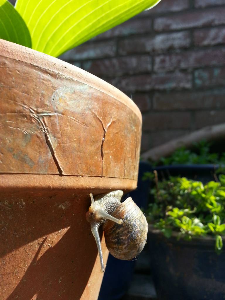 Anti Slakken Tape, zorgt voor slak vrije bloempotten!