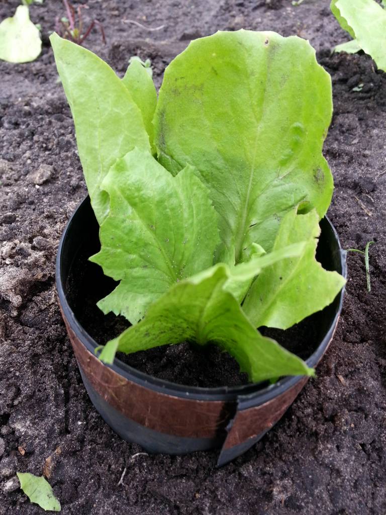 Anti Slakken Tape, zorgt voor slak vrije bloempotten!