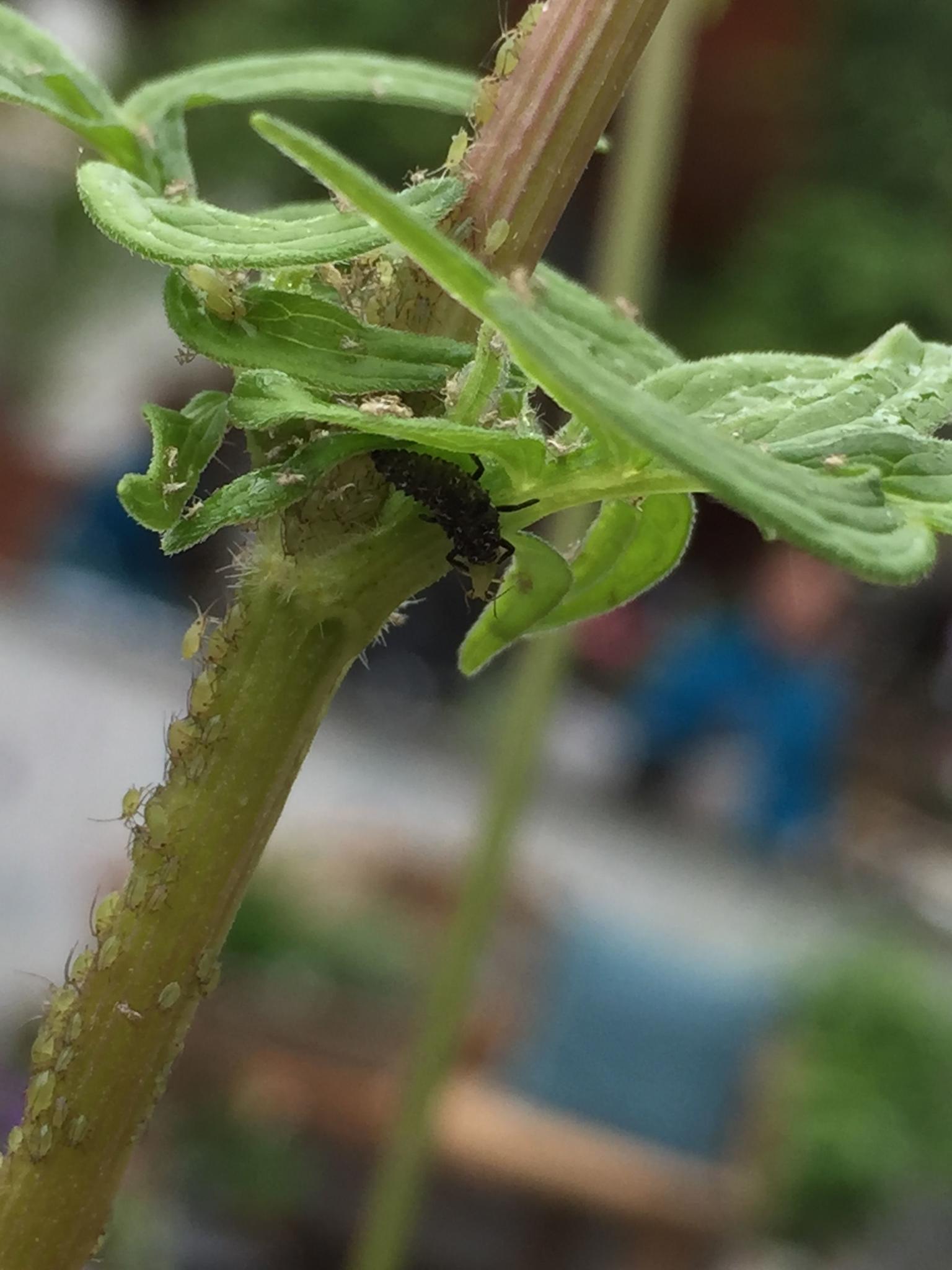 Larve van lieveheeersbeestje die groene bladluis eet